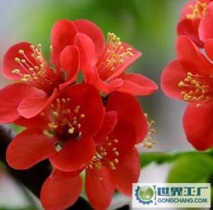 基地直銷(xiāo)優(yōu)質(zhì)花卉苗木 西府海棠、帖梗海棠與紅寶石海棠