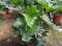 ?？谲缌芑ɑ芊N苗 為您的家居生活增添自然色彩